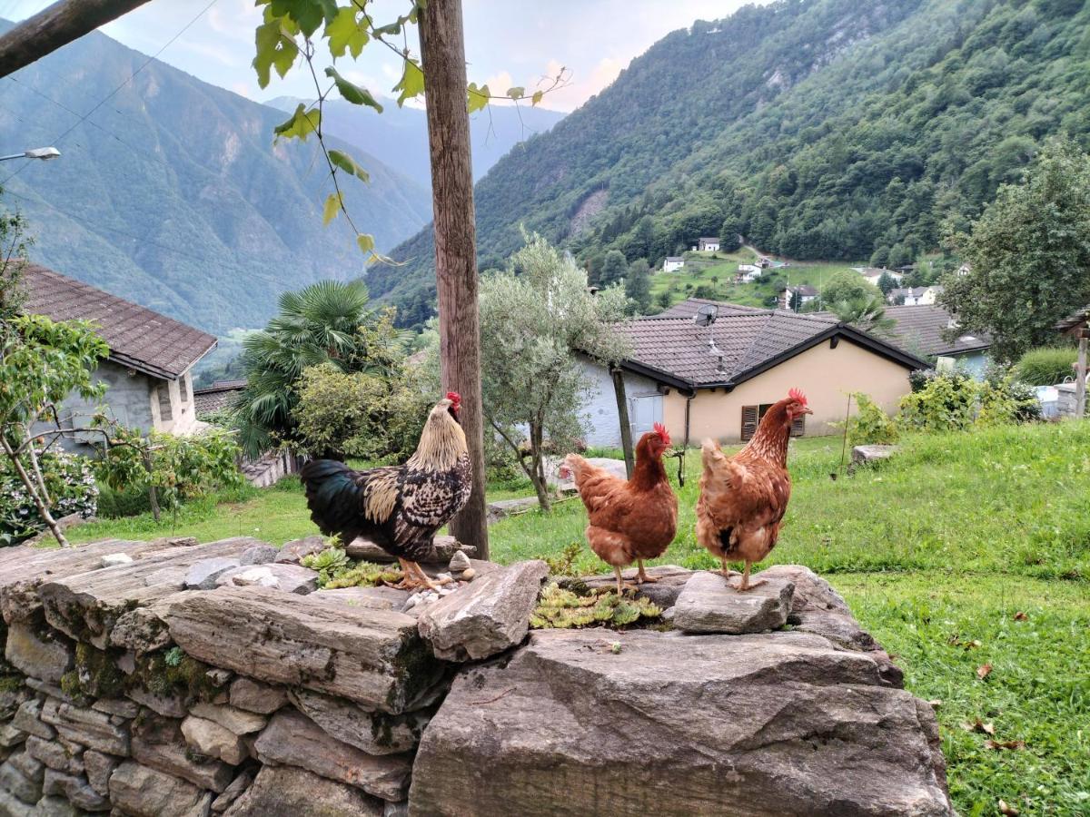 Da Erminia Bed & Breakfast Verdabbio Bagian luar foto
