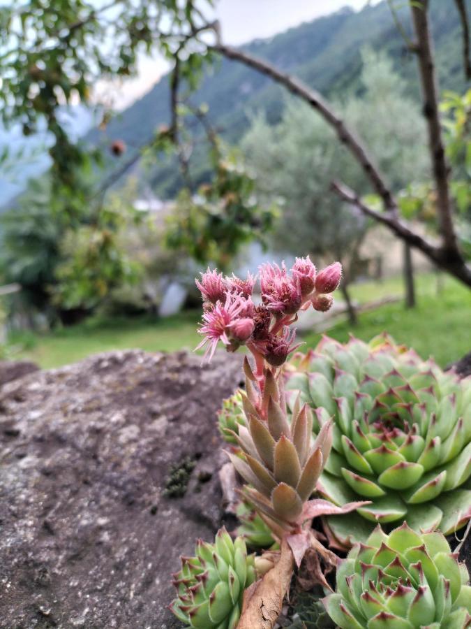 Da Erminia Bed & Breakfast Verdabbio Bagian luar foto